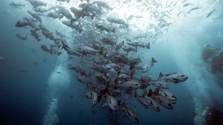 Red snapper spawning in Palau