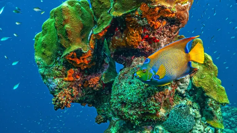 Queen angelfish on a coral reef
