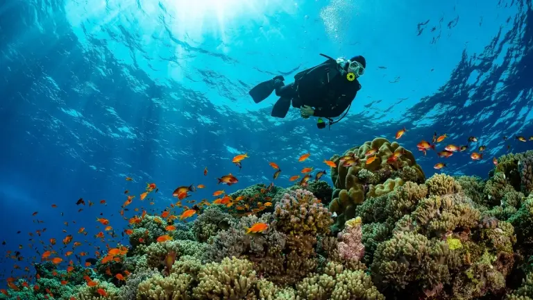Diver looking at corals and fish in the Red Sea, Egypt.