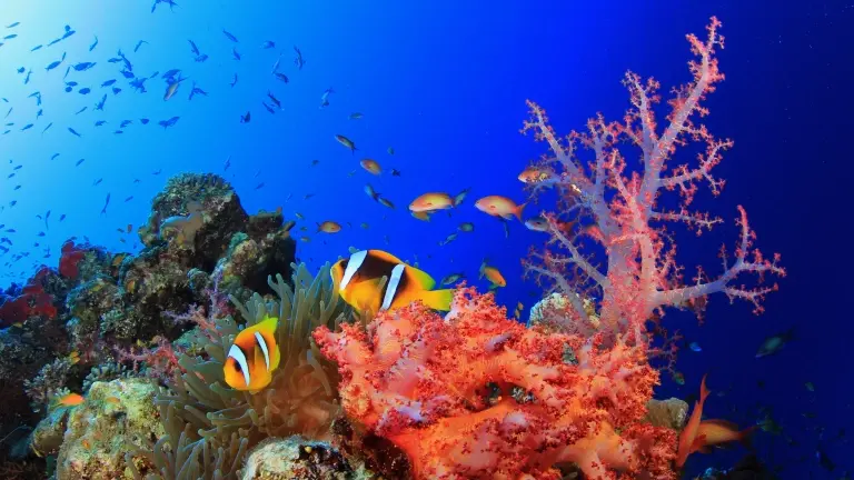 Coral reef & anemonefish in Egypt, the Red Sea