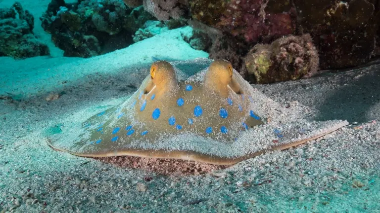 Blue-spotted stingray in El Quseir, Egypt