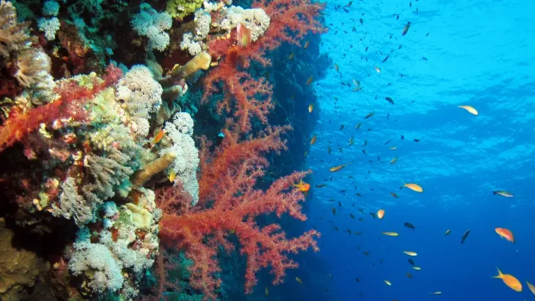 Coral reef in Elphinstone, Egypt