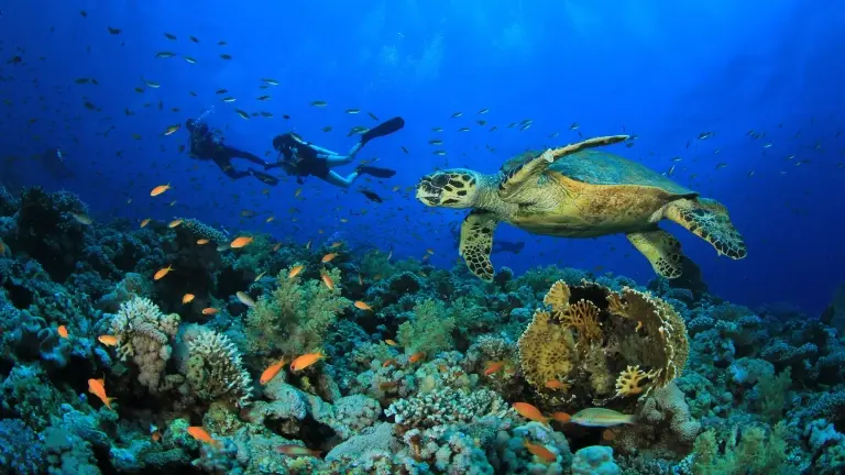 Hawksbill sea turtle & divers in Egypt, the Red Sea