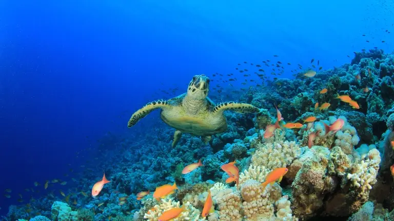 Hawksbill turtle & anthias in Egypt, the Red Sea