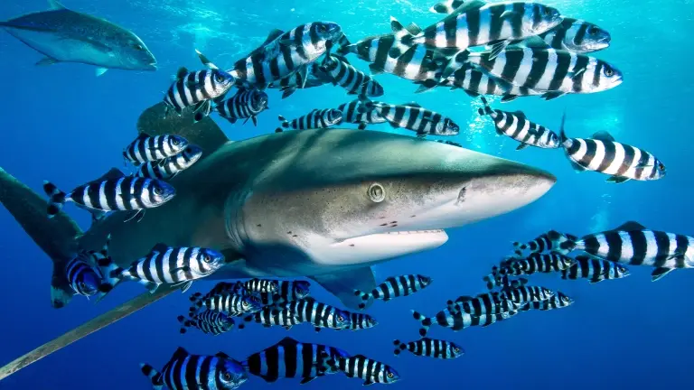 Oceanic white-tip shark surrounded by fish in Egypt