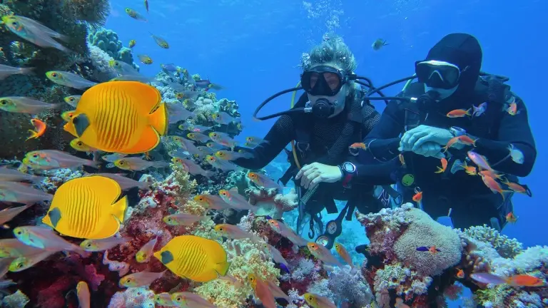 Butterflyfish & scuba divers in Egypt