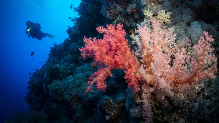 Diver exploring the coral reefs of St Johns in Egypt