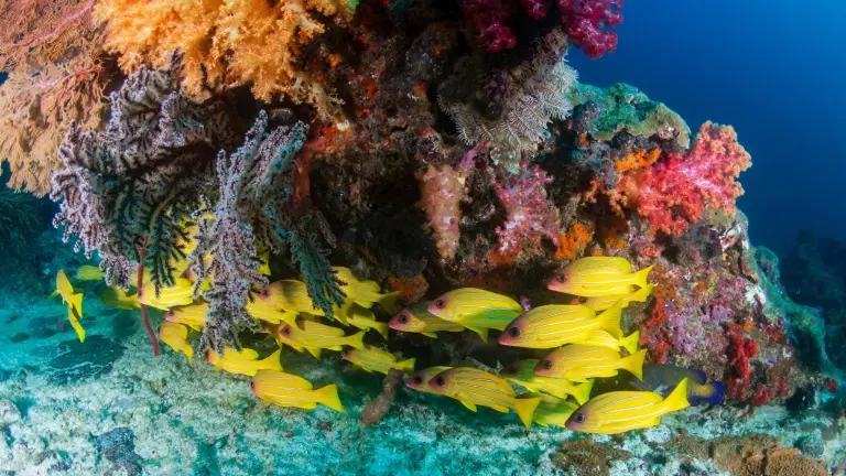 School of colourful five-lined snapper & coral reef
