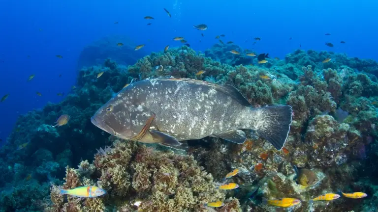 Giant grouper in Formigas Rocks, the Azores