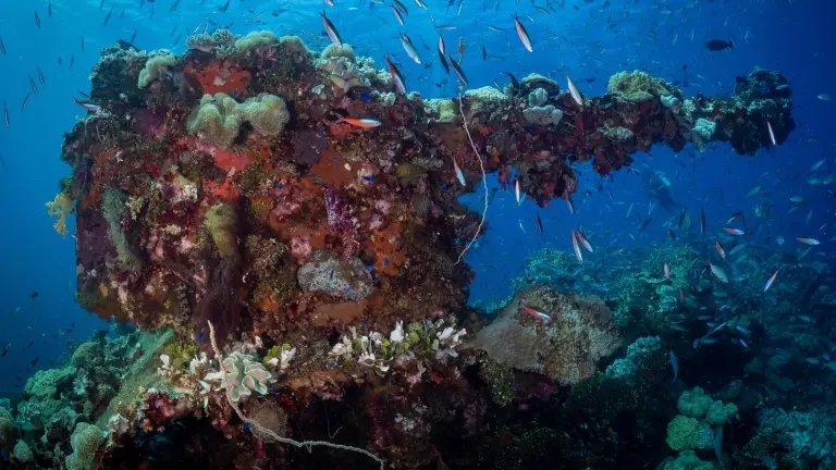 Shipwreck in Truk Lagoon, Micronesia