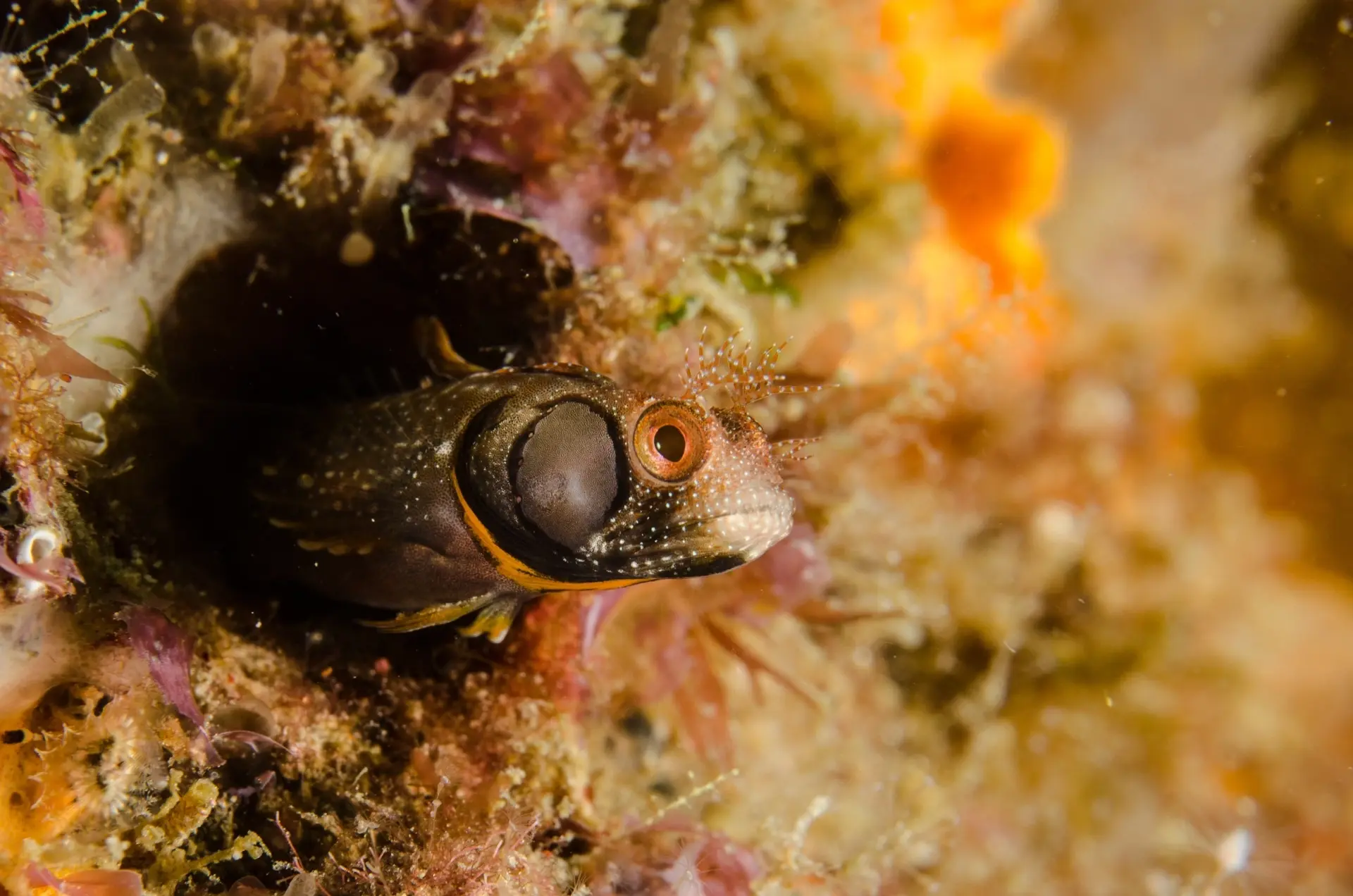 Blenny in the Sea of Cortez, Mexico