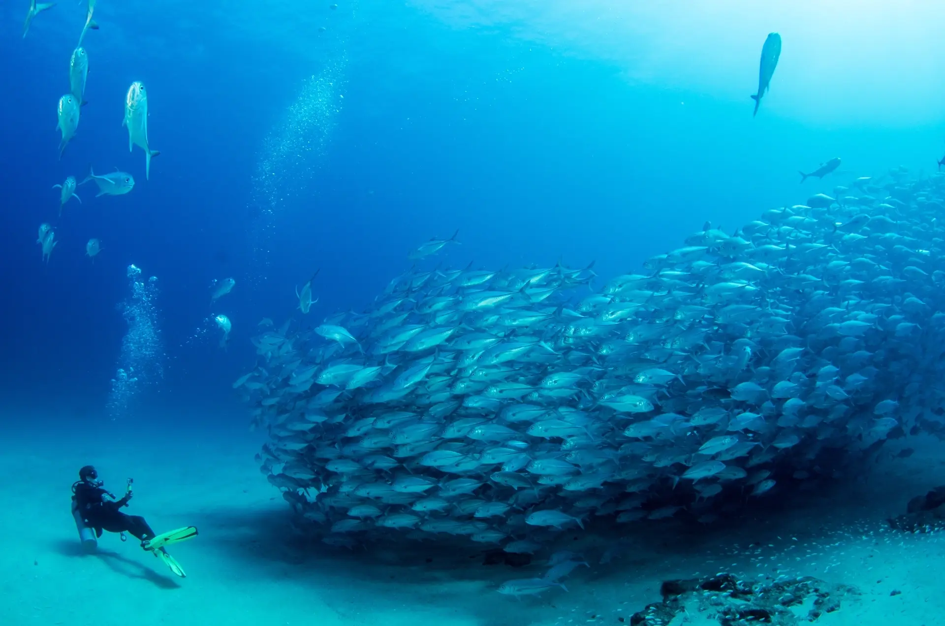School of bigeye trevally jack in Cabo Pulmo National Park, the Sea of Cortez, Mexico