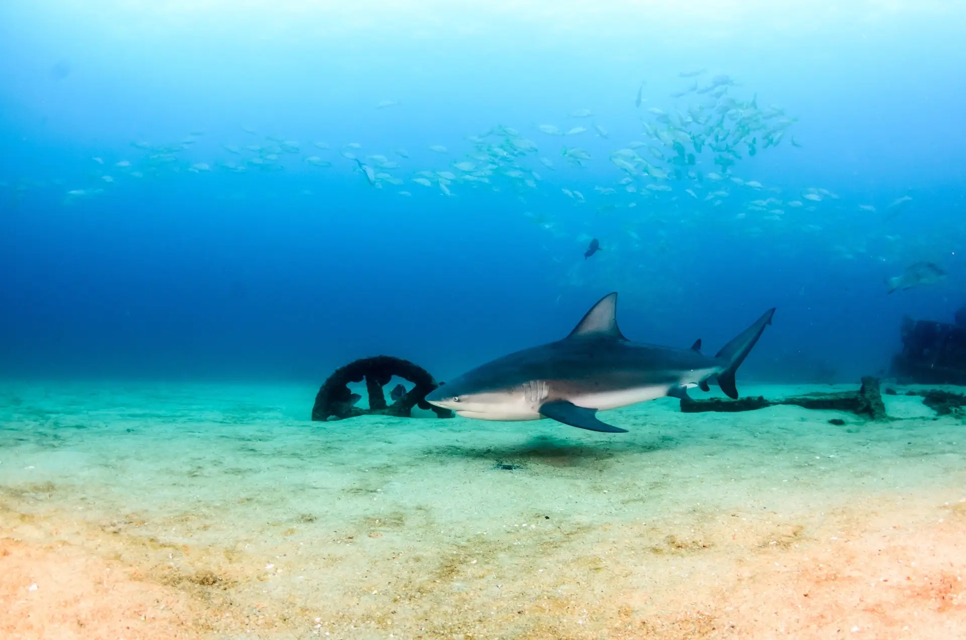 Bull shark in Cabo Pulmo National Park, the Sea of Cortez, Mexico