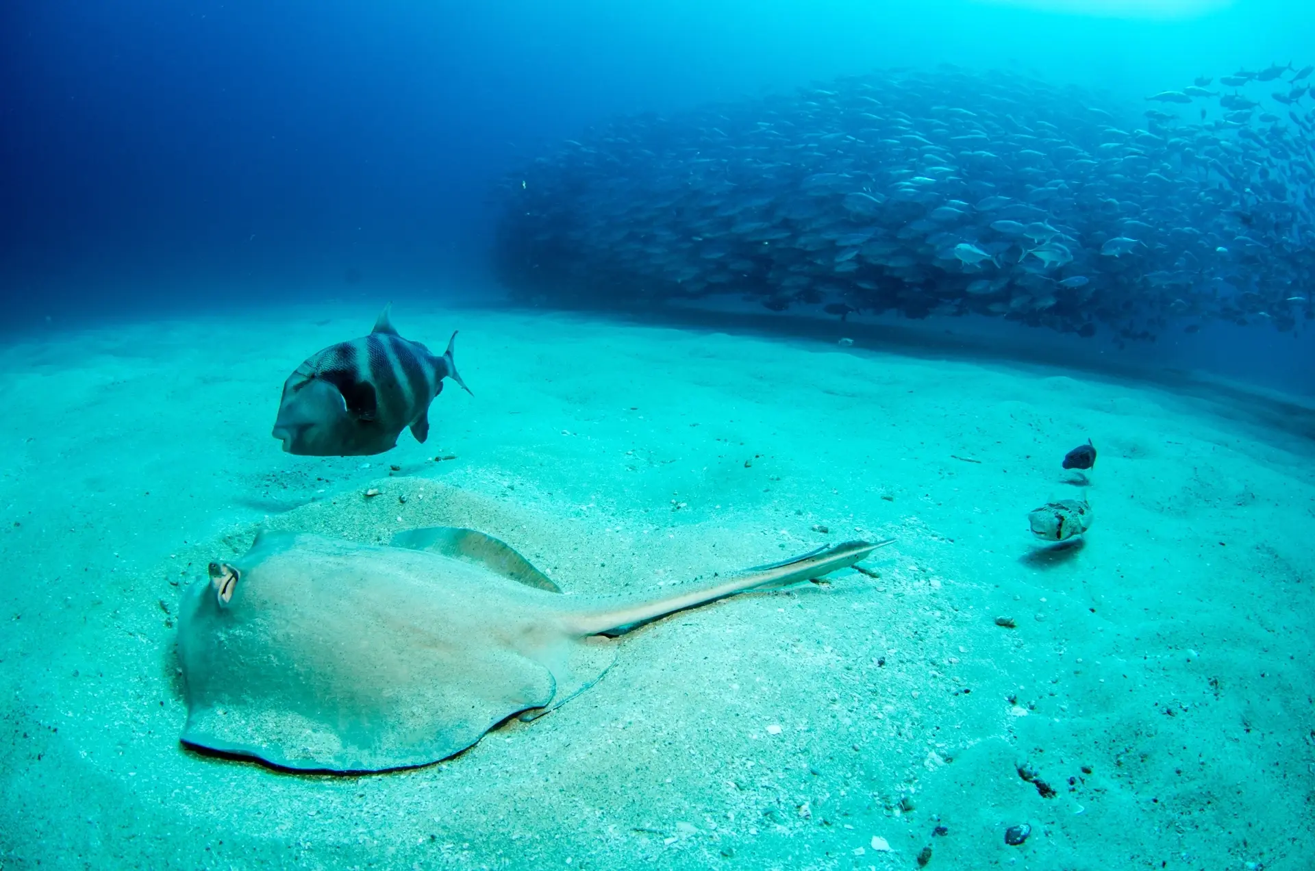 Diamond sting ray in Cabo Pulmo National Park, the Sea of Cortez, Mexico