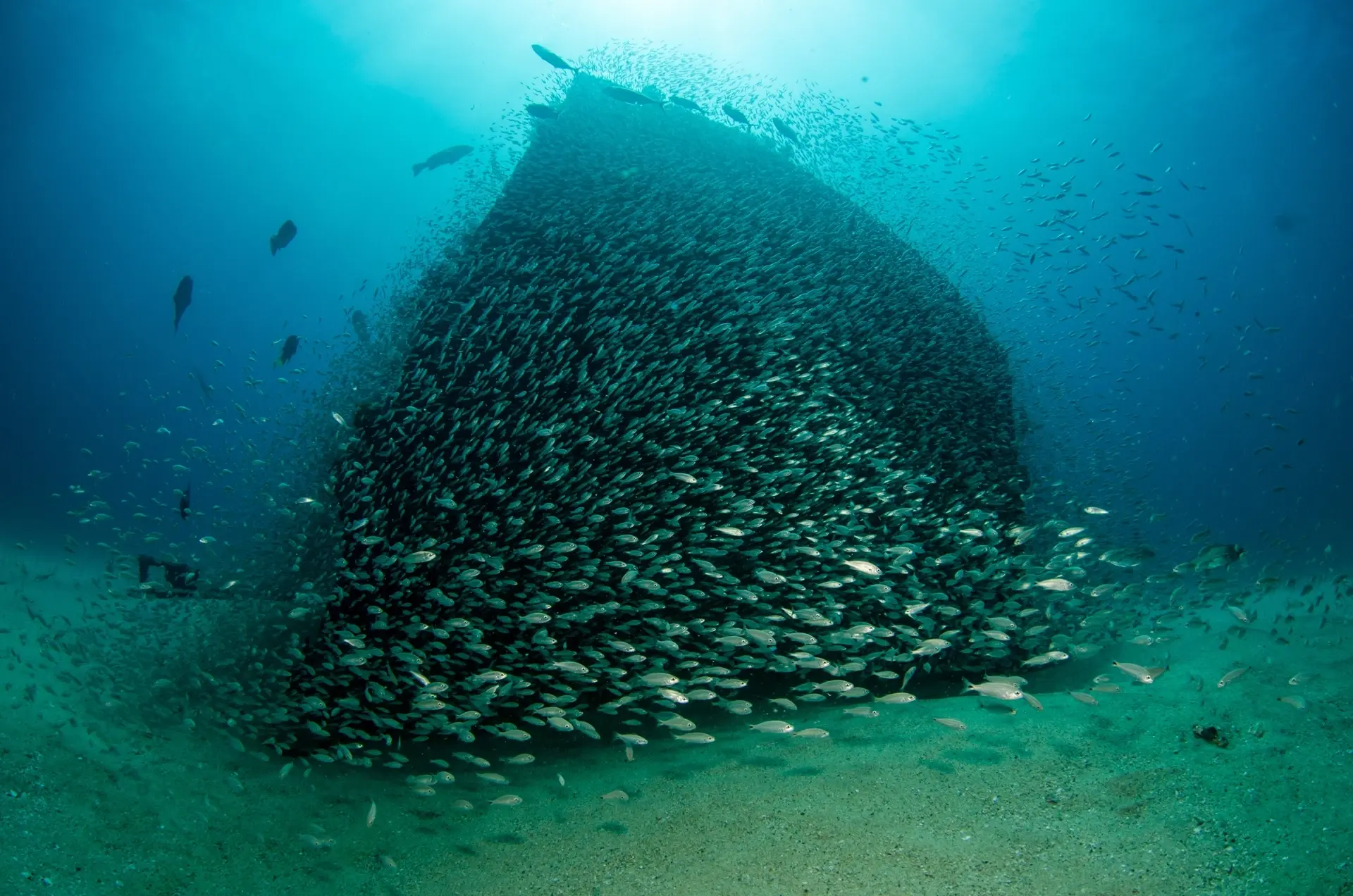 Silver herring & shipwreck in Cabo Pulmo National Park, the Sea of Cortez, Mexico