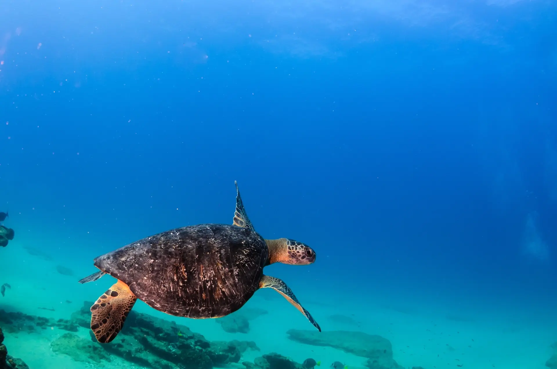 Turtle in Cabo Pulmo National Park, the Sea of Cortez, Mexico