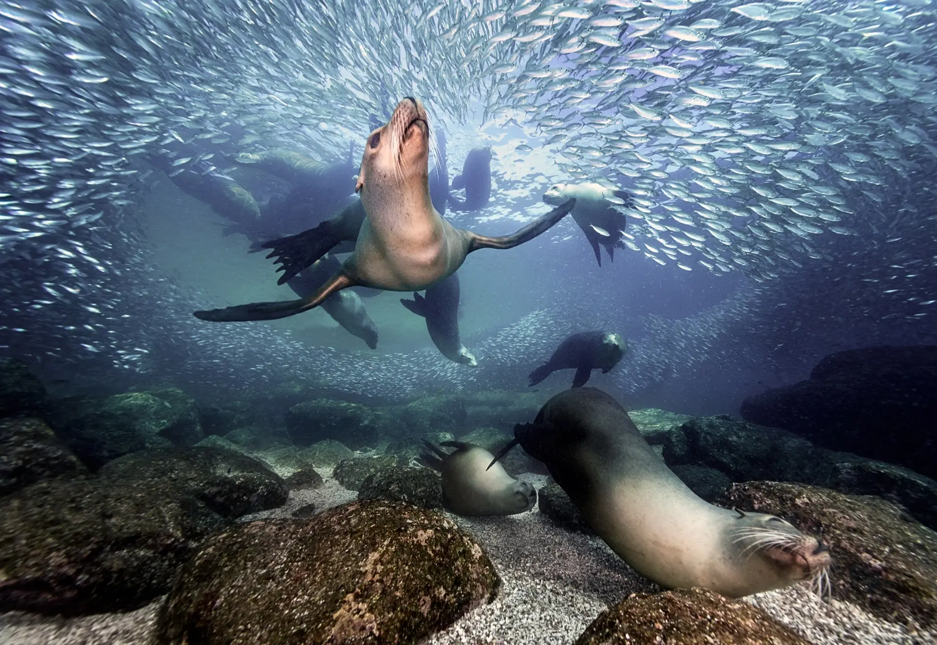 Sea lions & sardines in the Sea of Cortez, Mexico