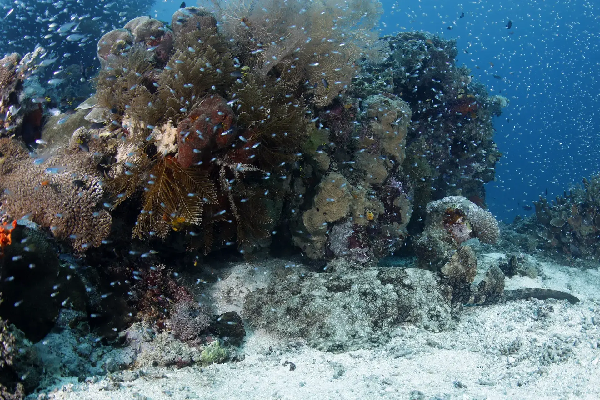 Wobbegong shark in Indonesia.