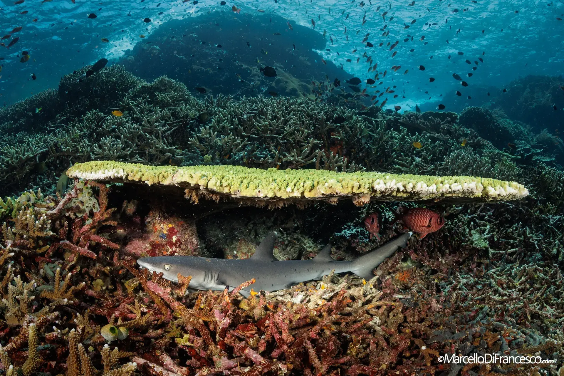 Blacktip reef shark in Indonesia.