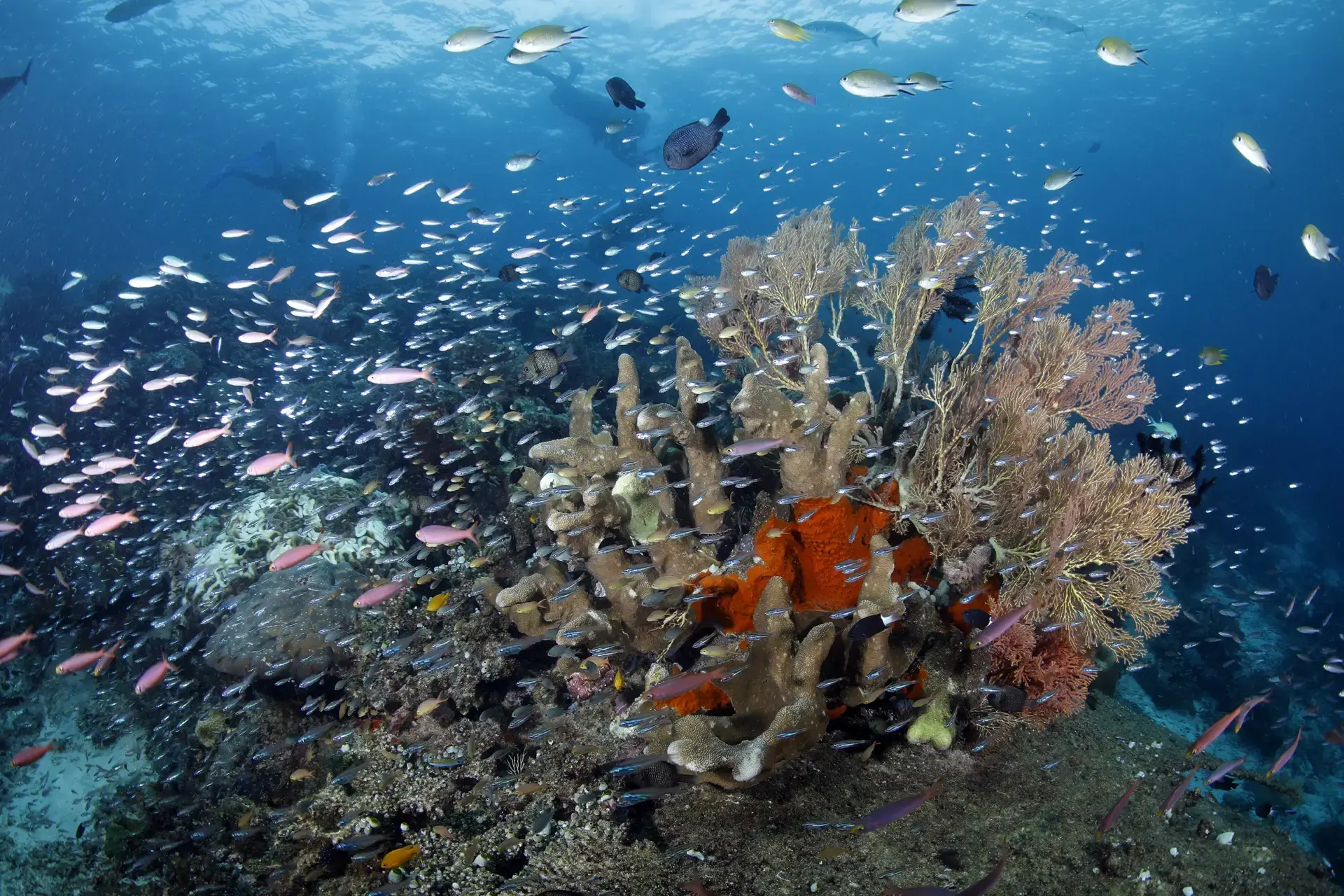 Cape Kri corals in Indonesia.