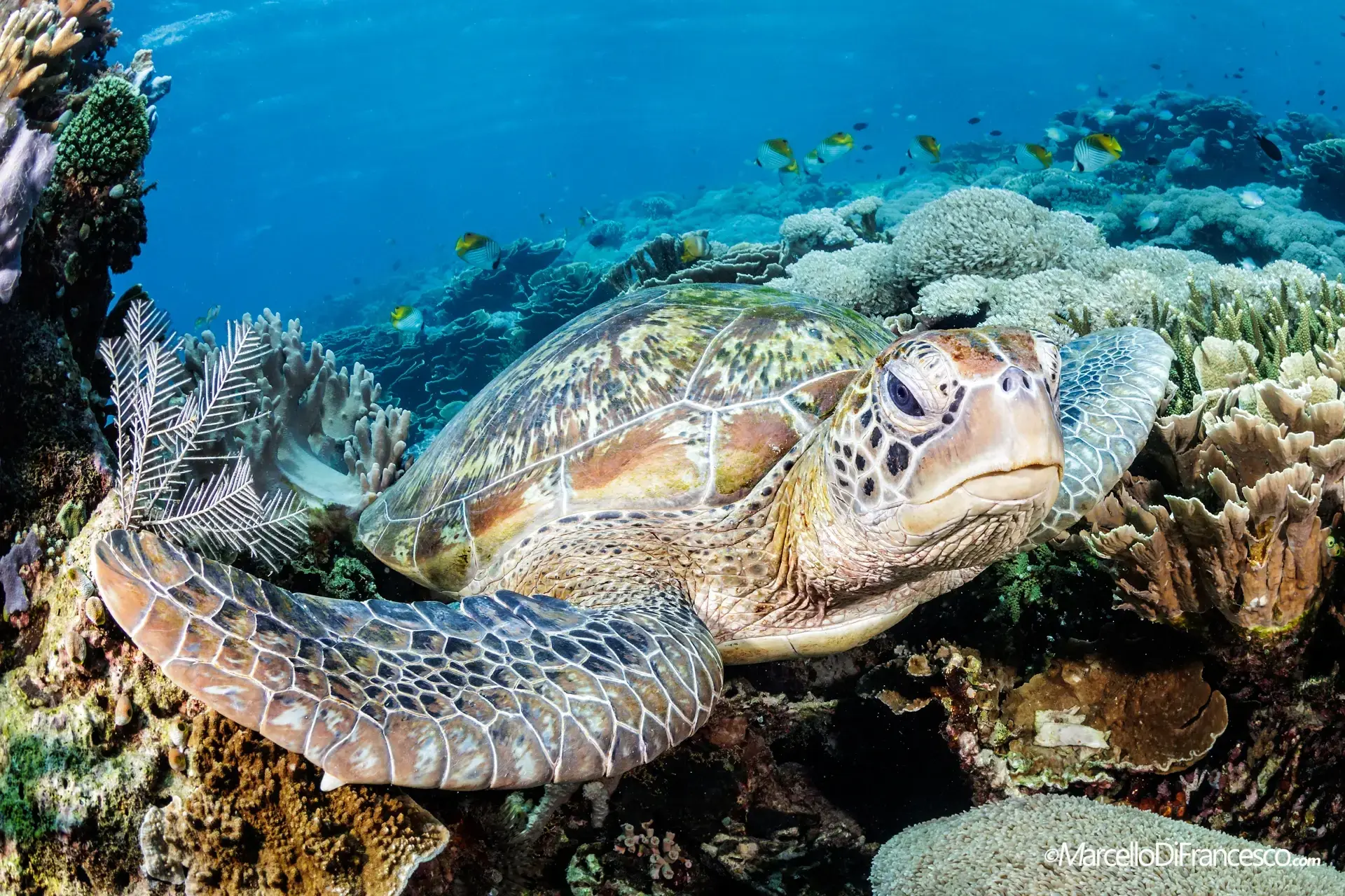 Green turtle in Indonesia.