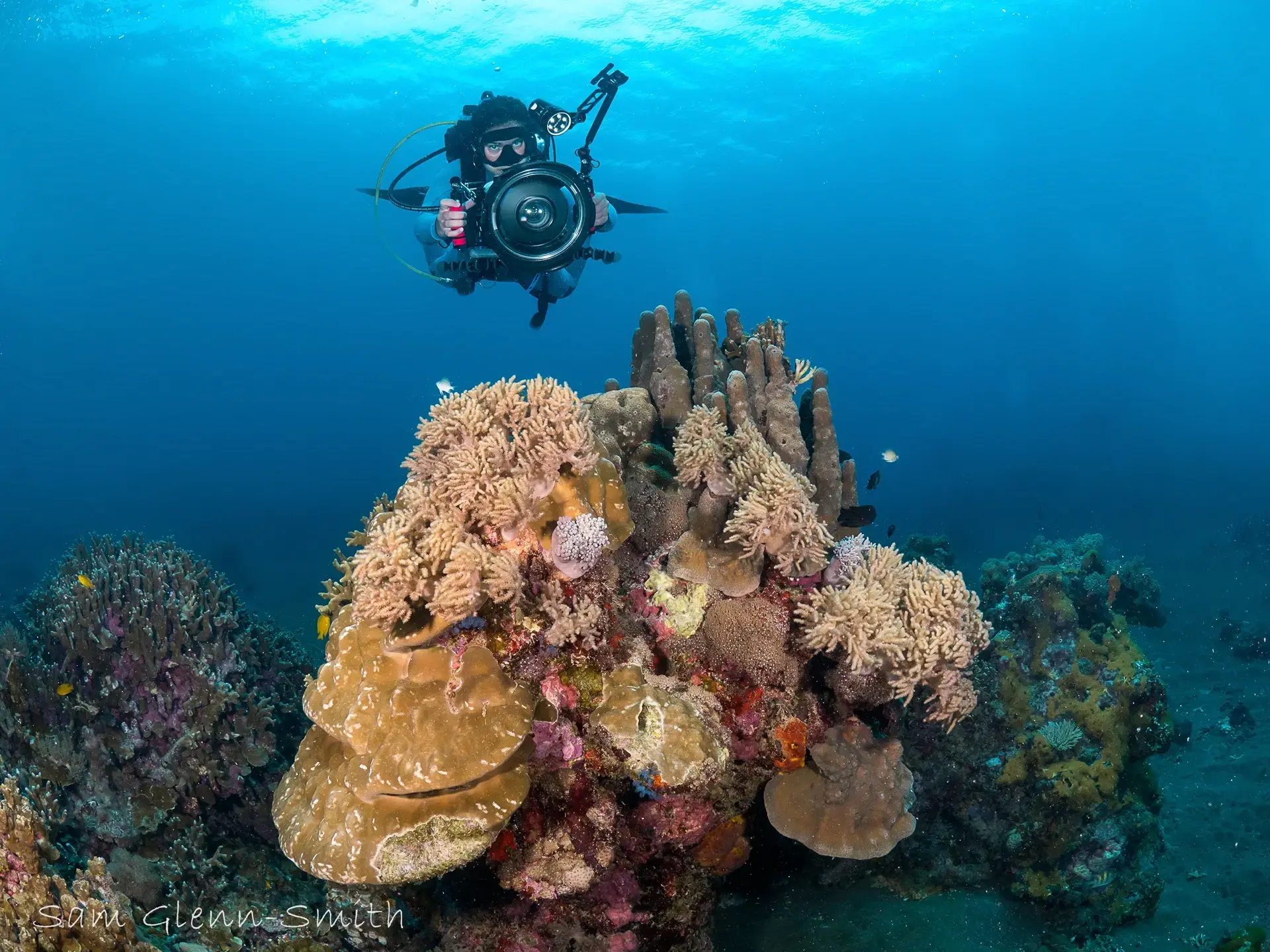 Diver with corals in the Philippines