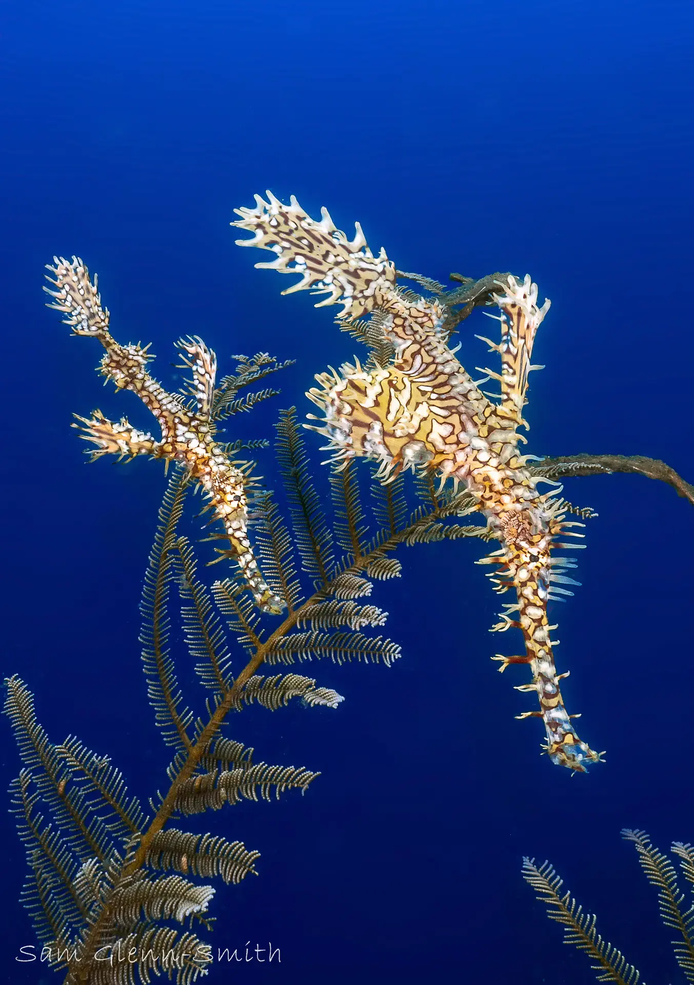 Ornate ghost pipefish in the Philippines