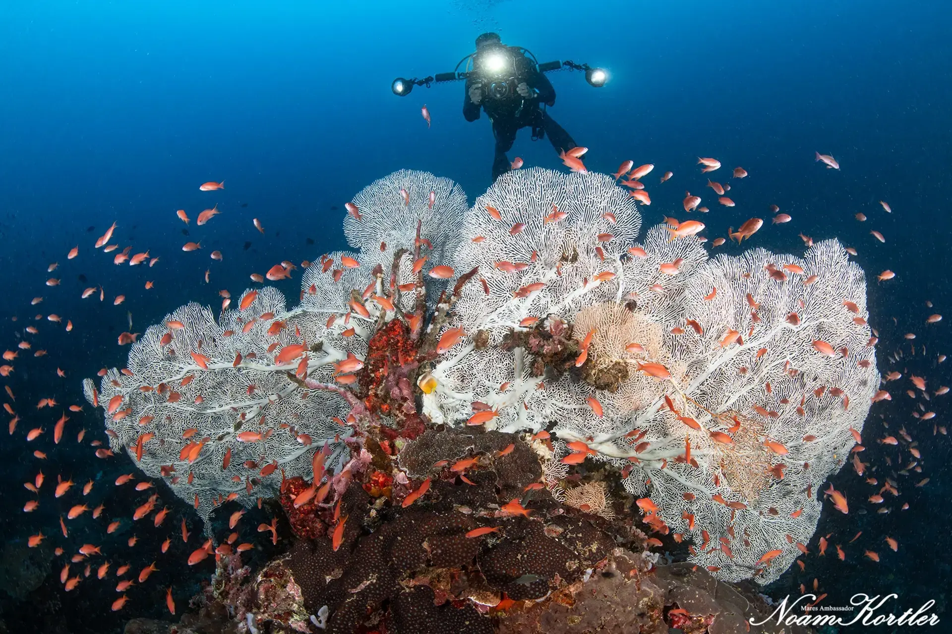 Diver & fan coral in the Philippines