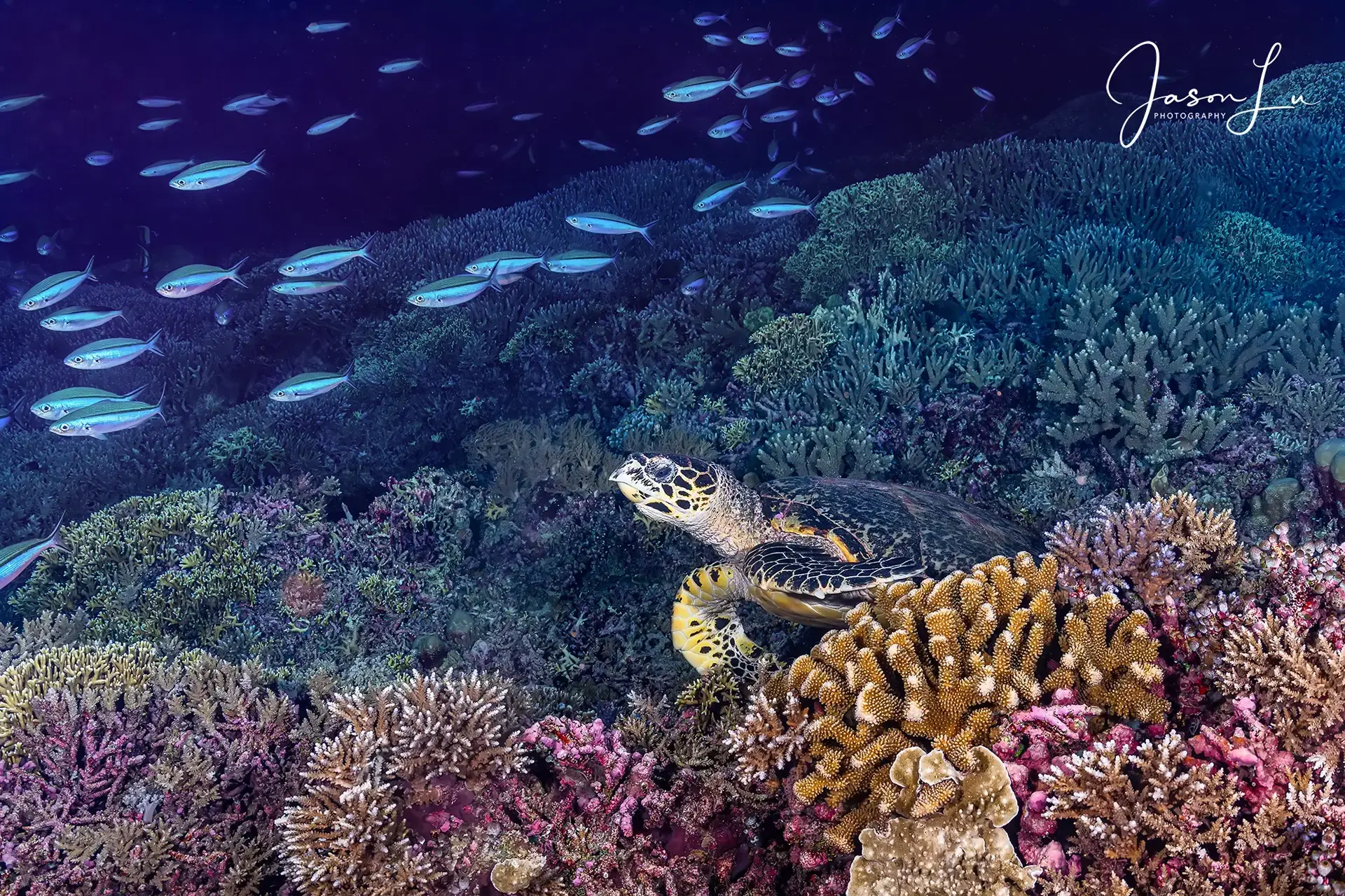Hawksbill turtle in the Philippines