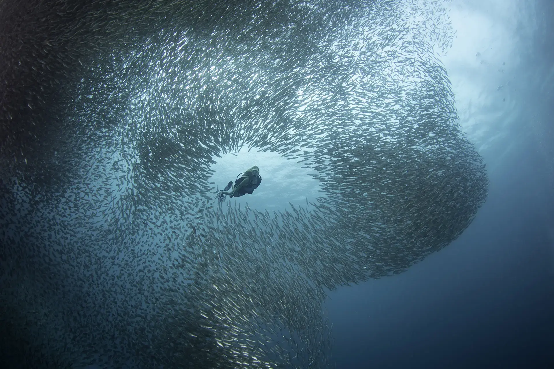 Sardine school in the Visayas