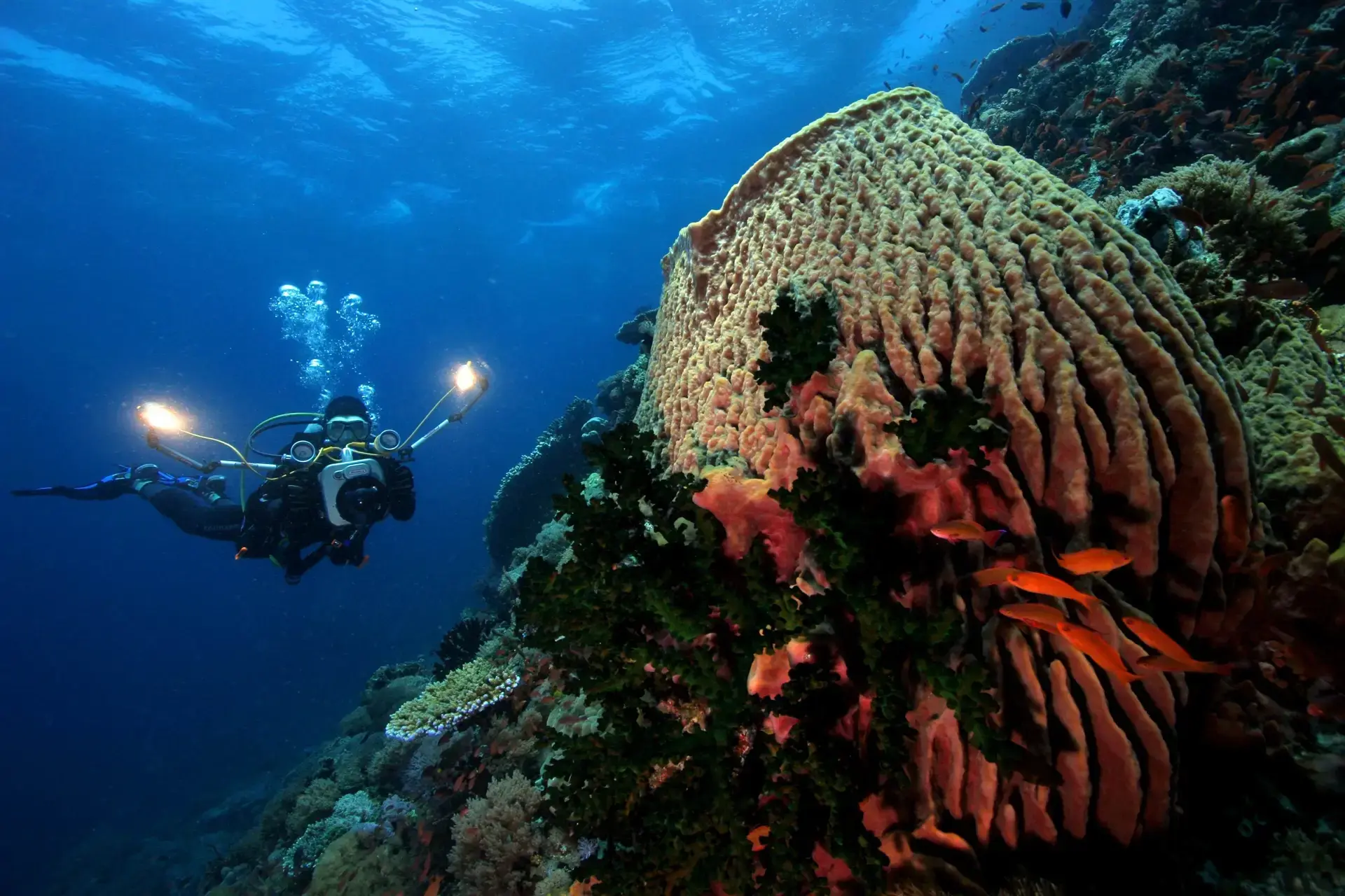Sponge barrel coral & feather duster in the Philippines