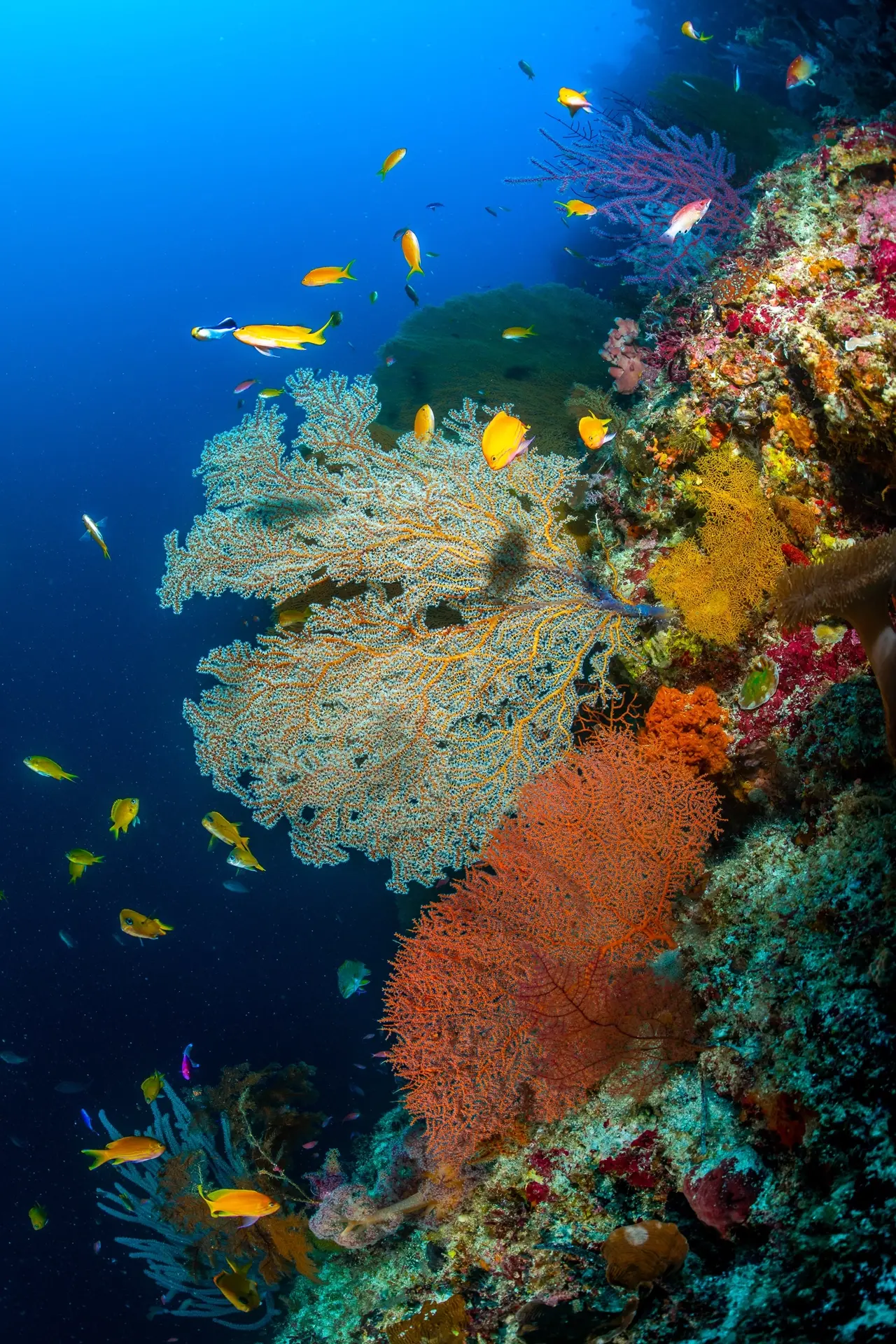 Coral reef in Sipalay, the Philippines