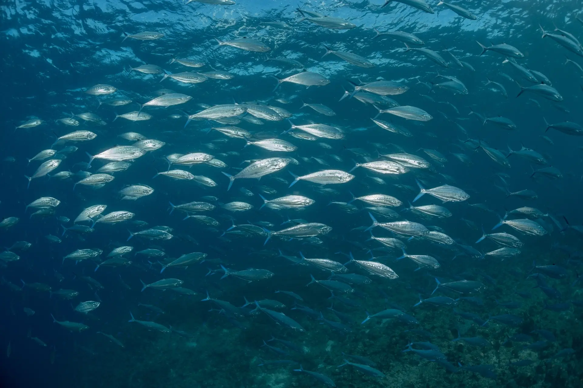 Fish shoal in Sipalay, the Philippines