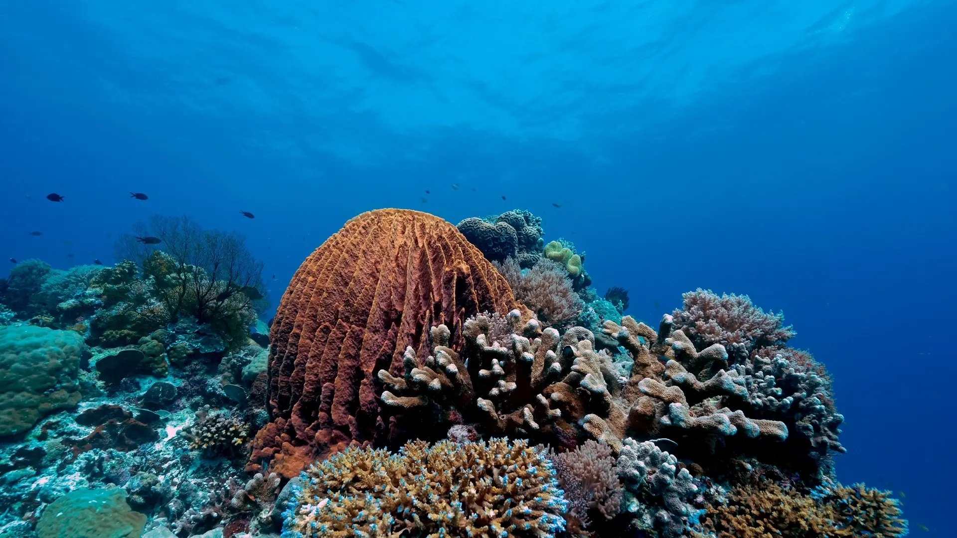 Coral reef in Tubbataha Reef, the Philippines