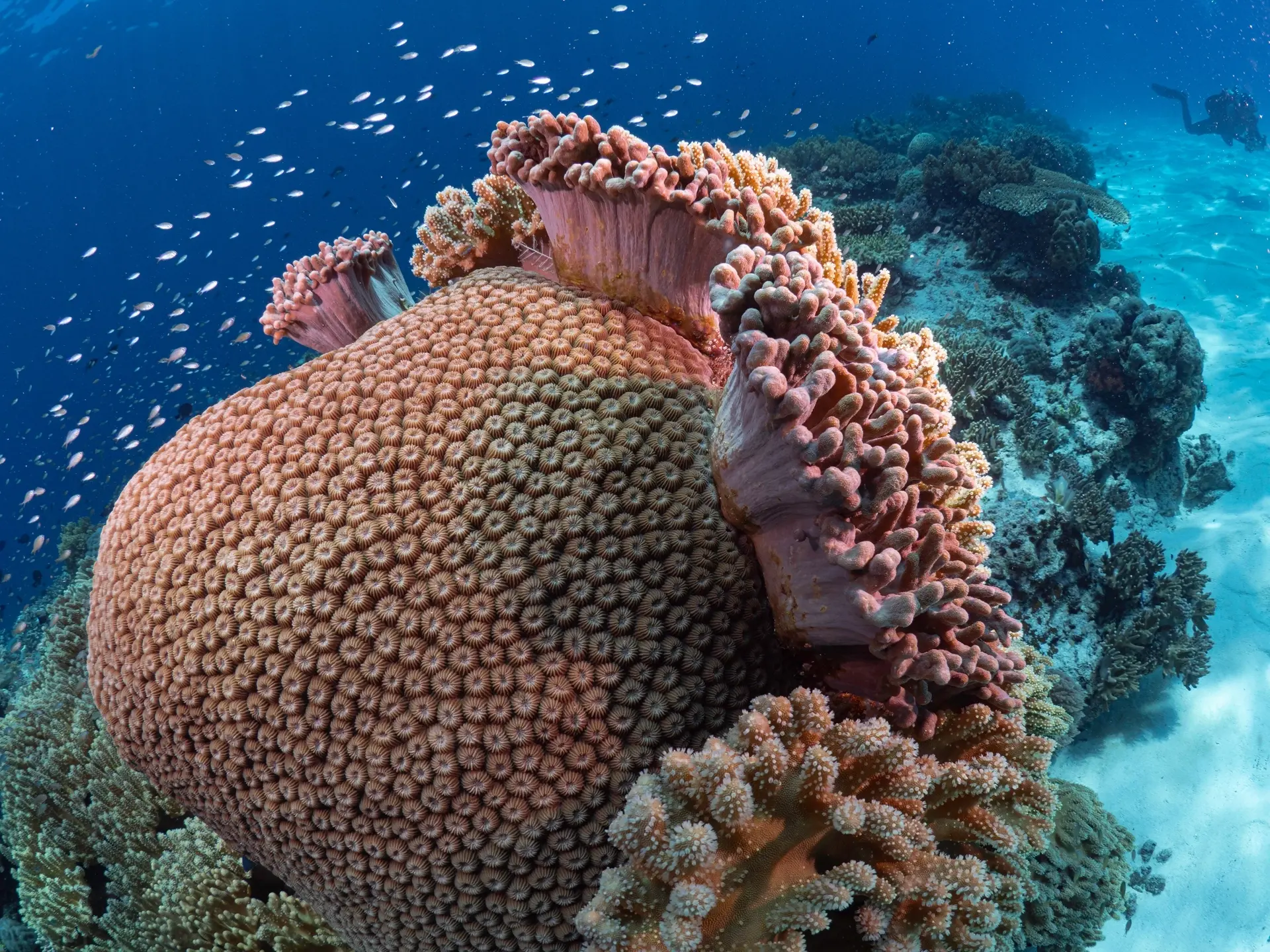 Coral reef in Tubbataha Reef, the Philippines