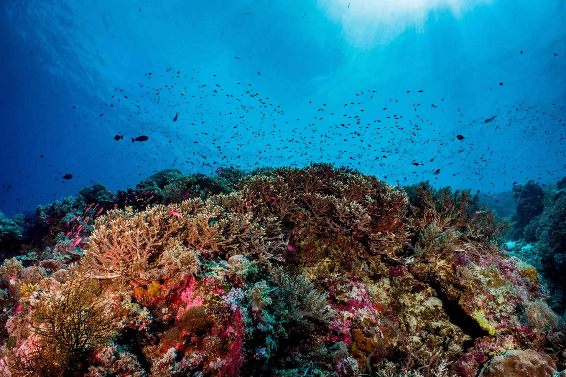 Coral reef seascape in Tubbataha Reef, the Philippines
