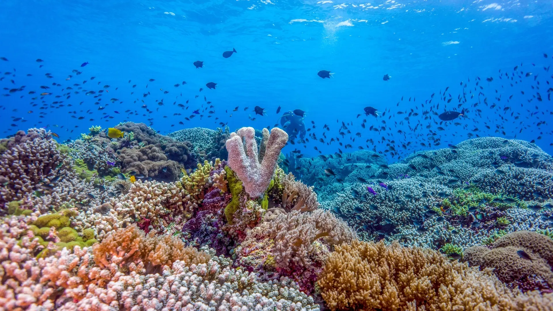 Corals in Tubbataha Reef, the Philippines