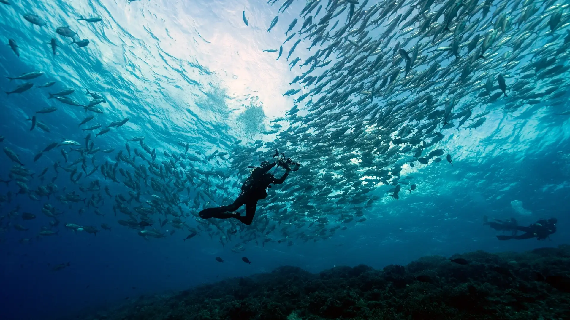 Diver & bigeye trevally school in Tubbataha Reef, the Philippines