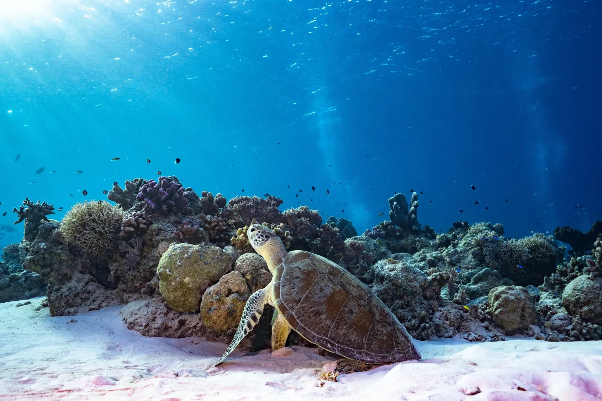 Green sea turtle in Tubbataha Reef, the Philippines
