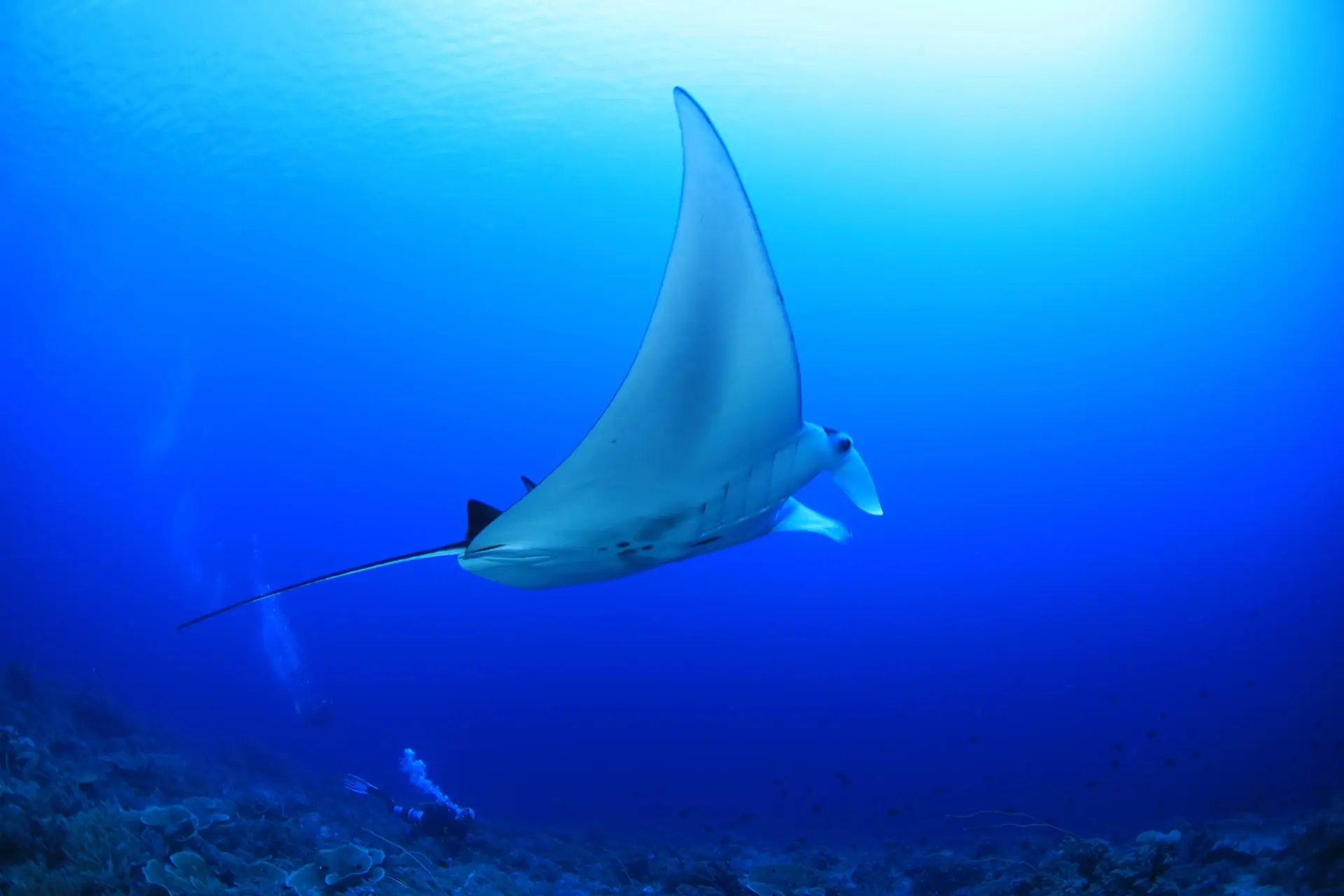 Manta ray & scuba diver in Tubbataha Reef, the Philippines