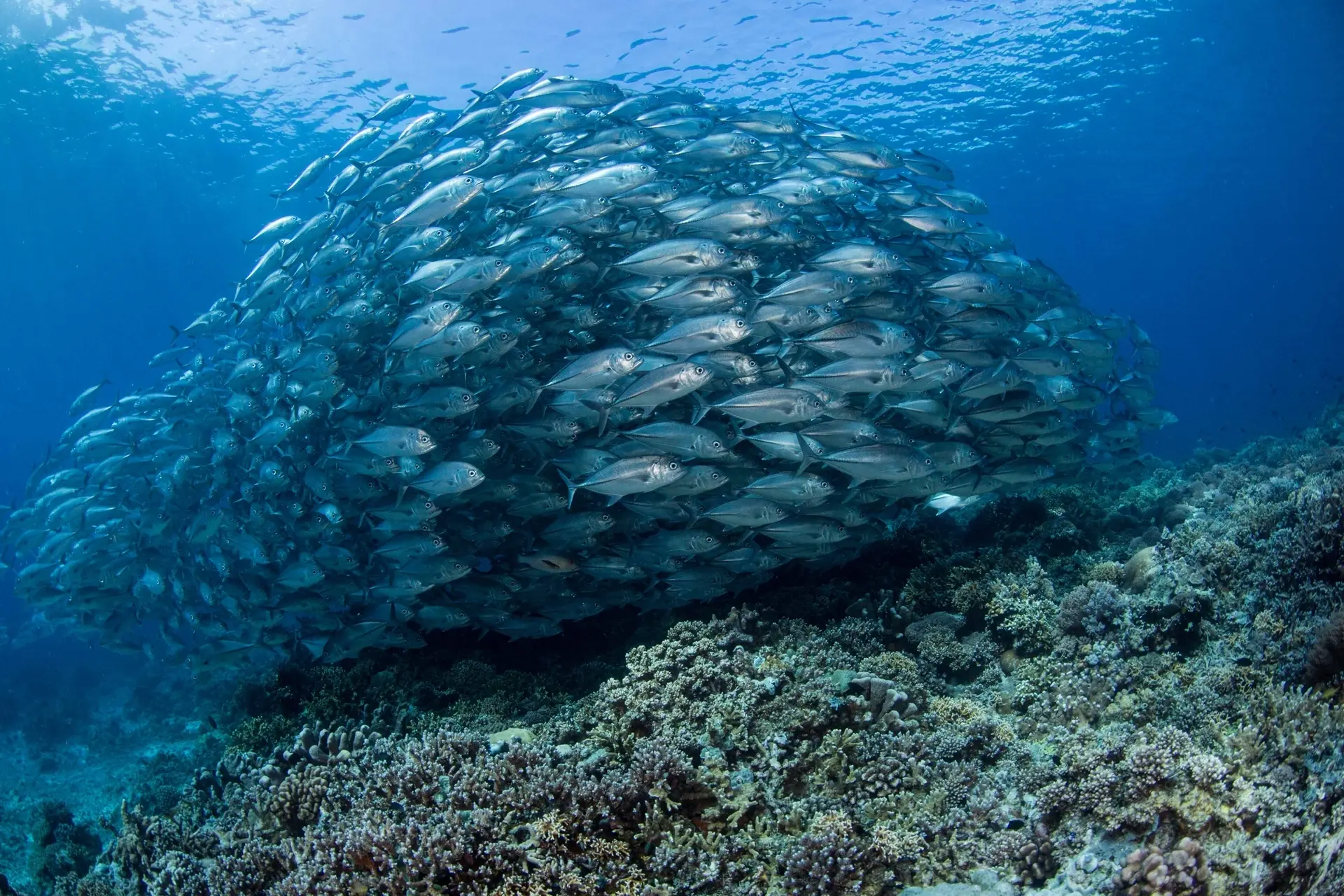 Schooling jacks in Tubbataha Reef, the Philippines