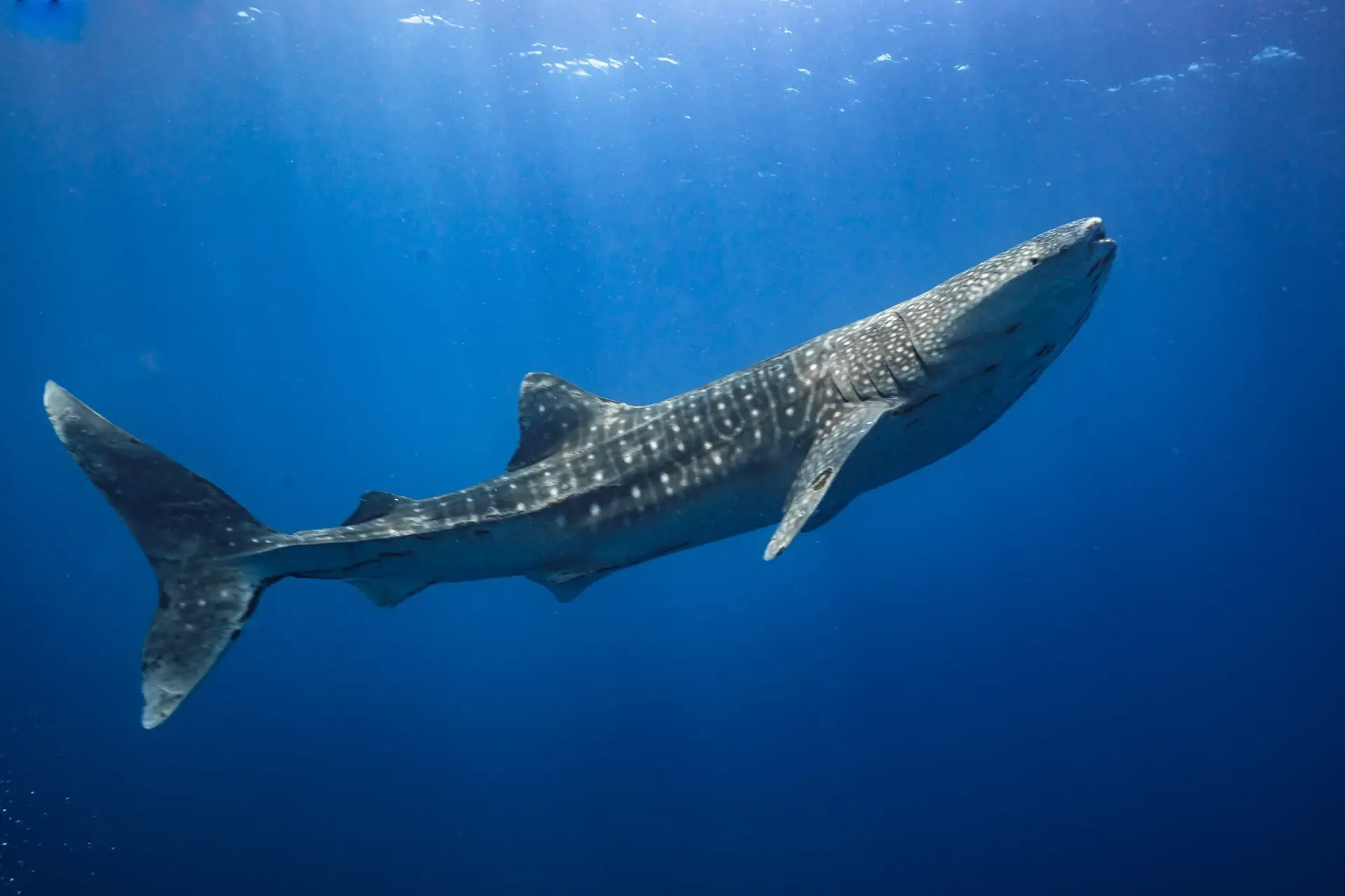 Whale shark in Tubbataha Reef, the Philippines