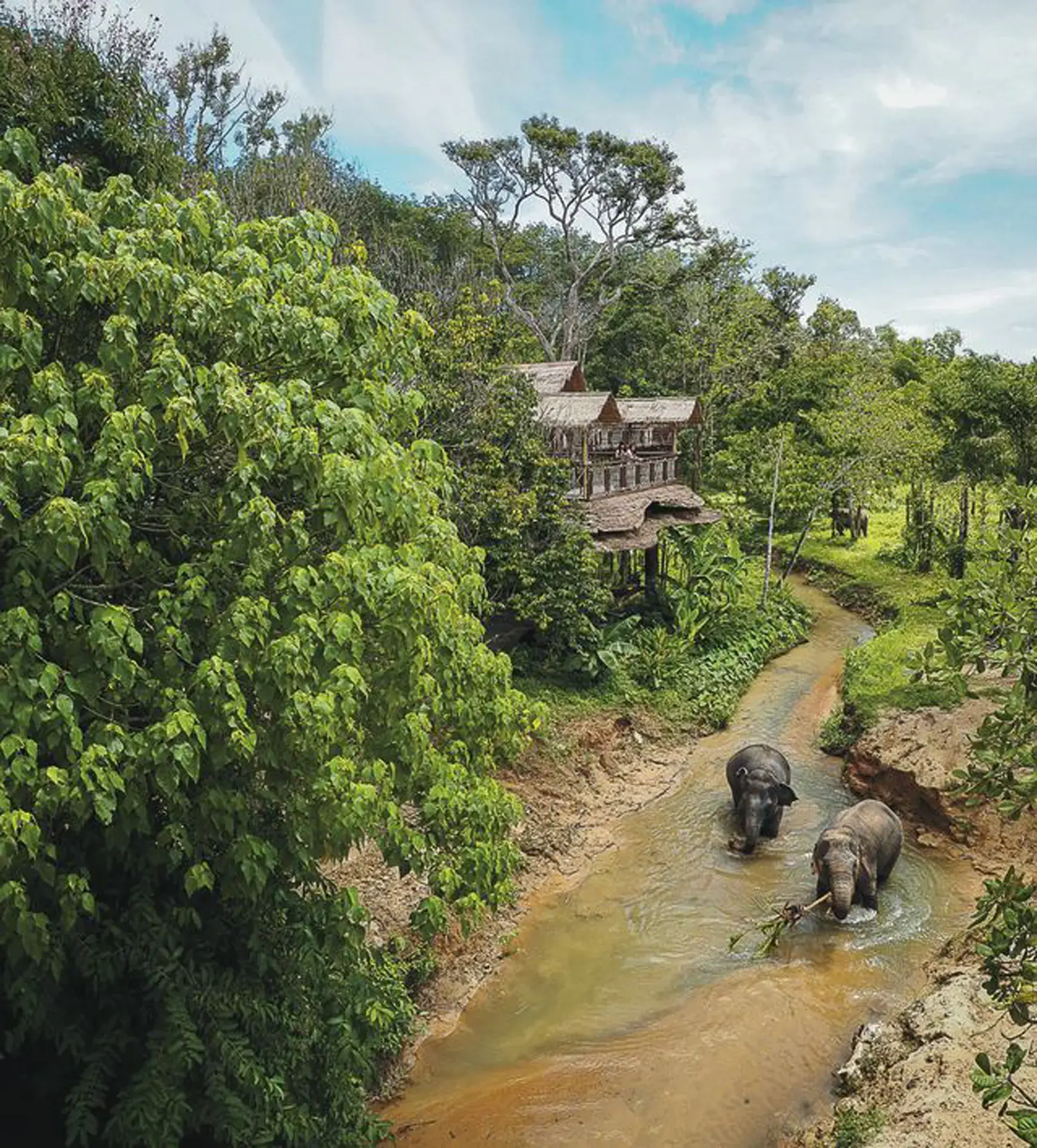 Asian elephants at Phuket Elephant Sanctuary, Thailand