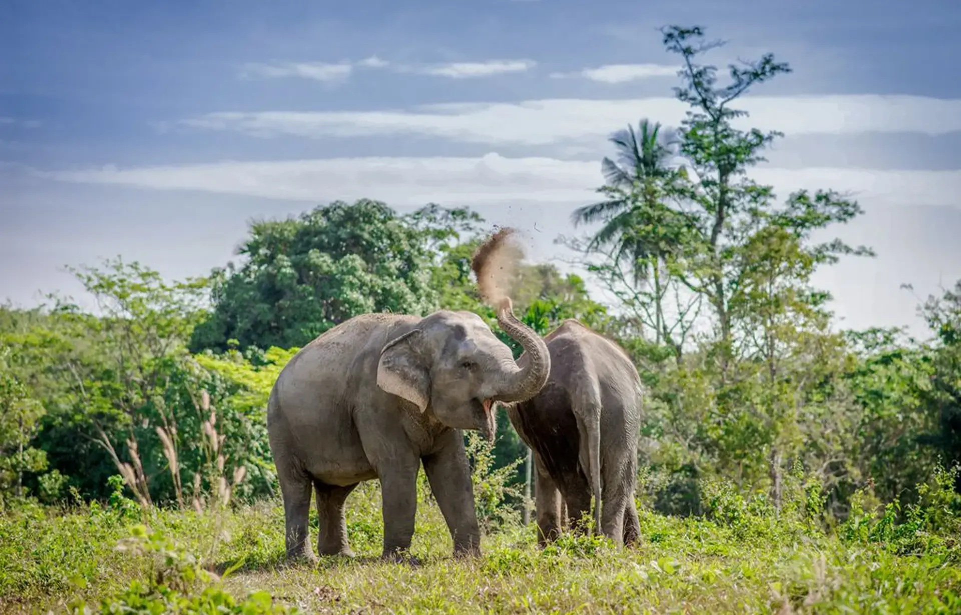 Asian elephants at Phuket Elephant Sanctuary, Thailand