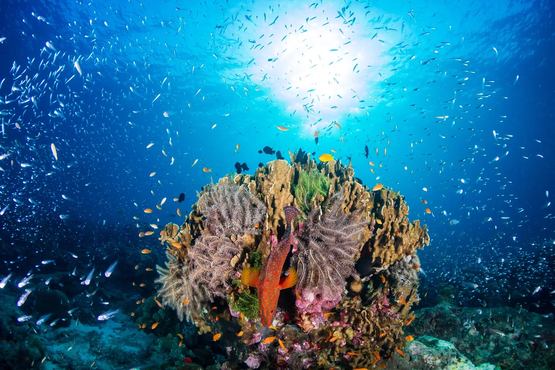 Coral reef in the Similan Islands, Thailand