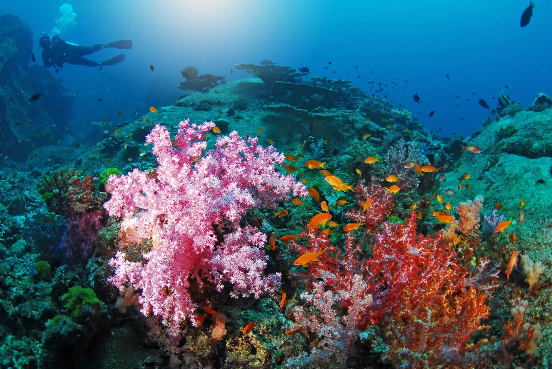 Coral reef & divers in the Similan Islands, Thailand