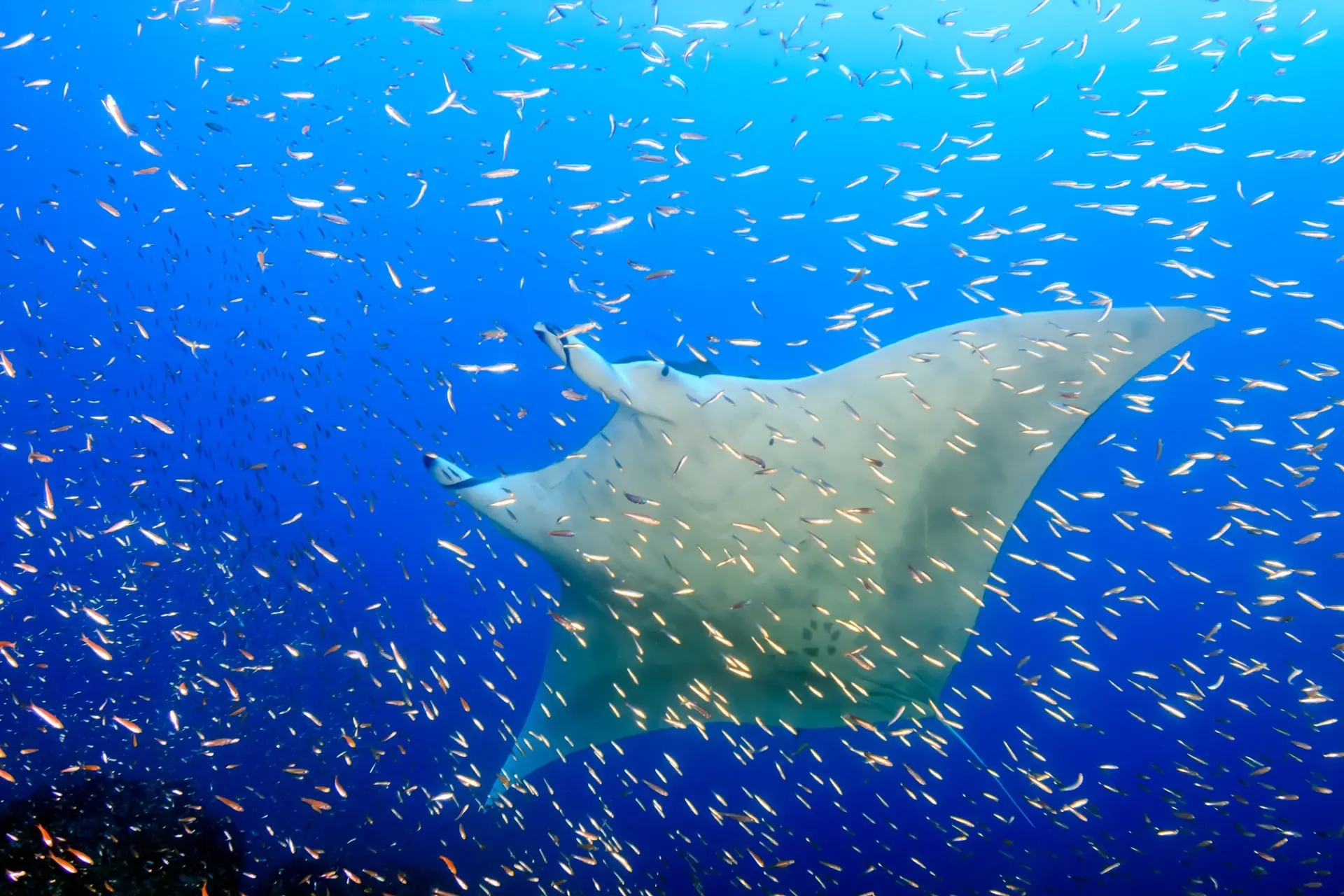 Oceanic manta ray at the Koh Bon dive site in the Similan Islands, Thailand