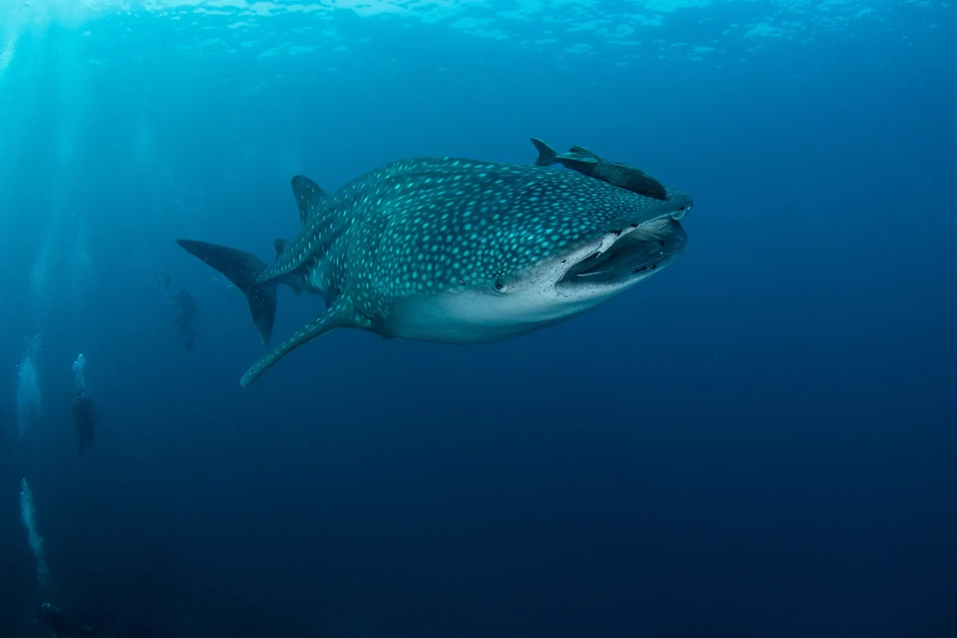 Whale shark at the Koh Tachai dive site in the Similan Islands, Thailand