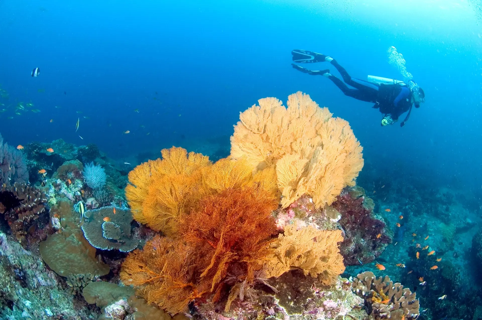 Soft corals in the Similan Islands, Thailand