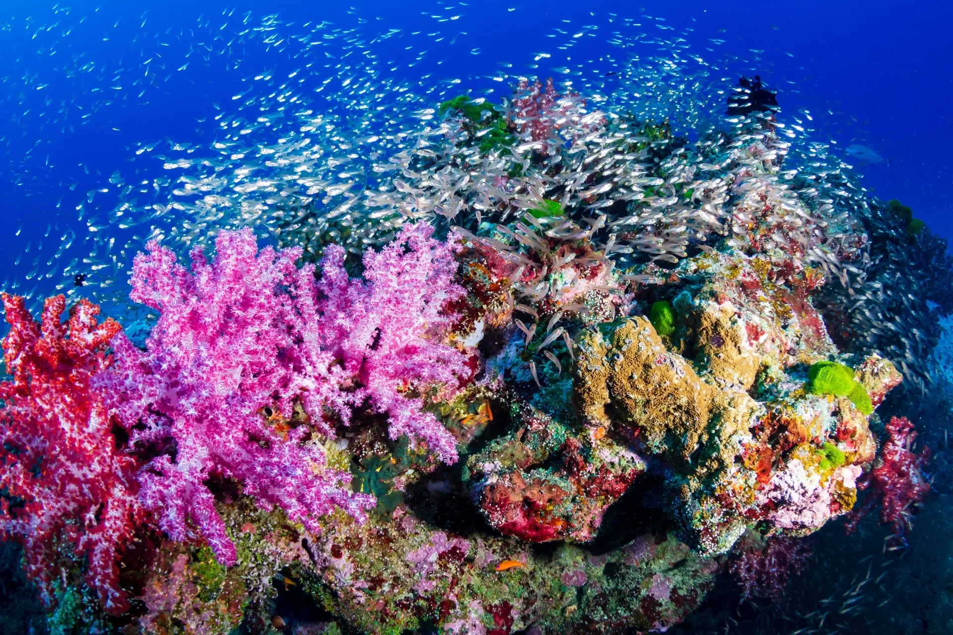 Soft corals in the Similan Islands, Thailand